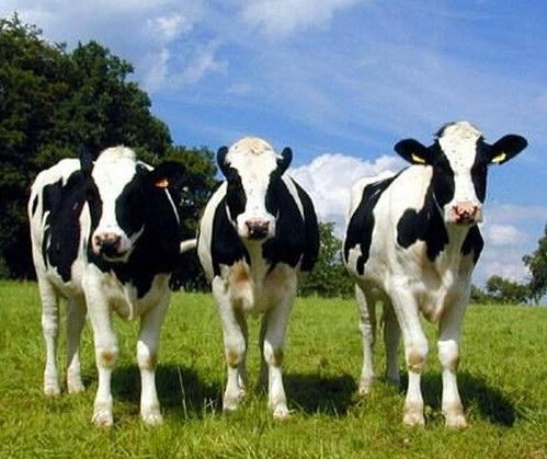 2016������ţ�a(ch��n)�I(y��)���[��(hu��)